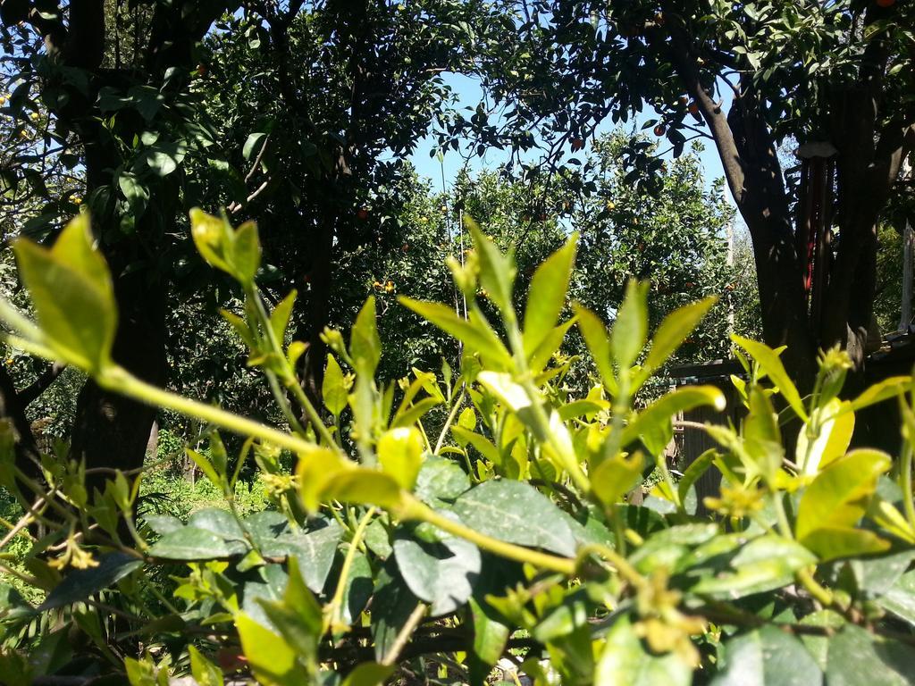 Guest house Maison Susy 3*